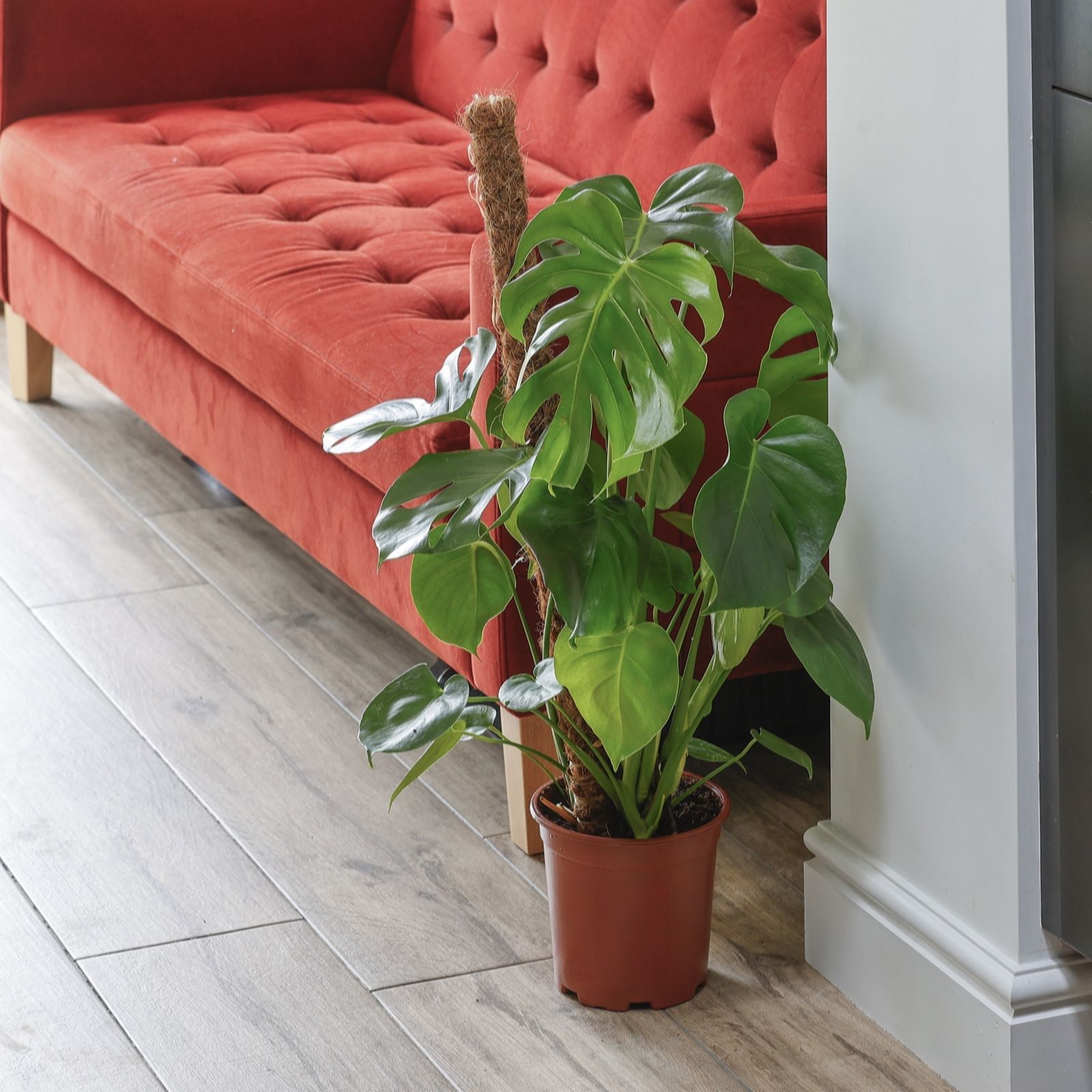 YouGarden Monstera adansonii Moss Pole 19cm