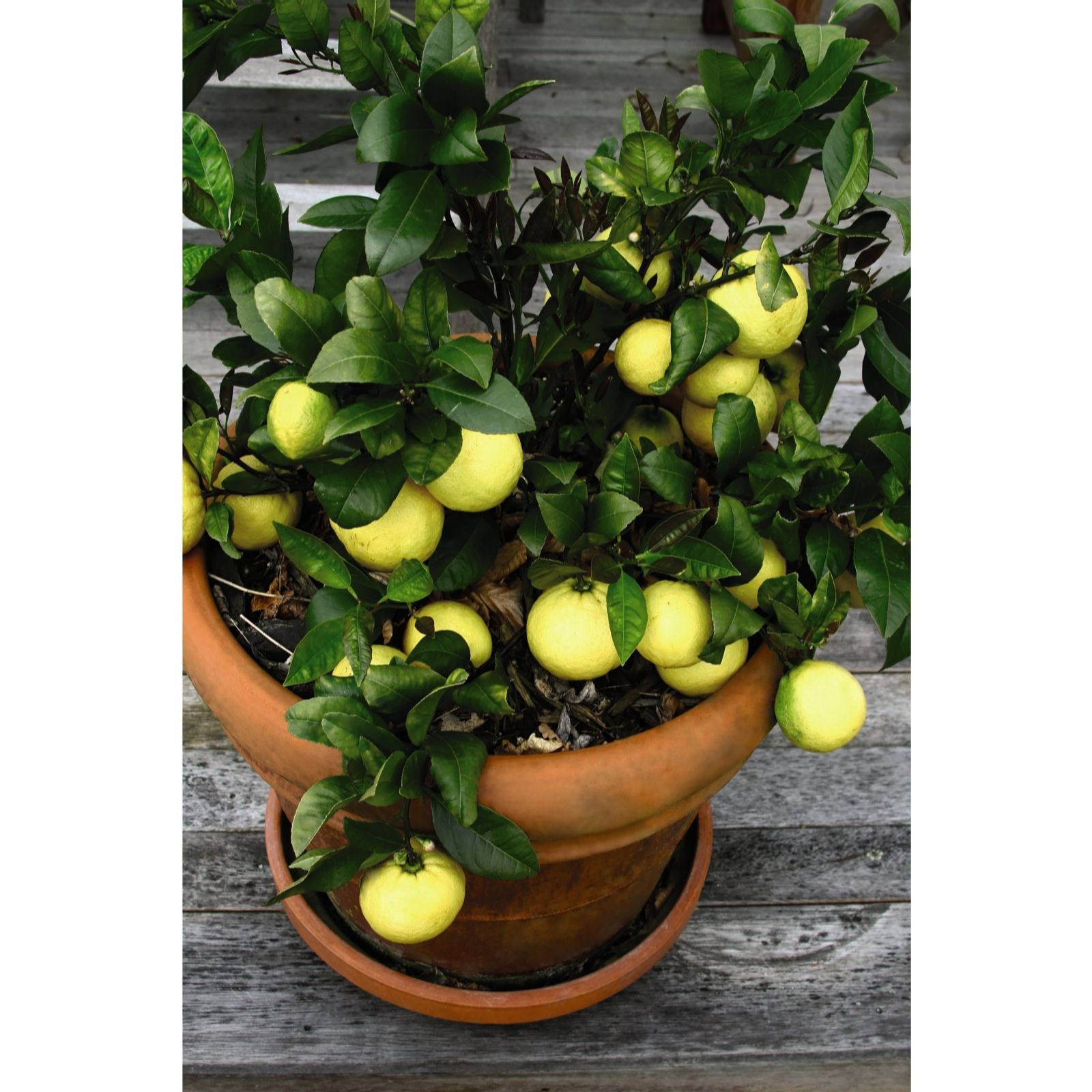 Thompson & Citrus (Lemon) Tree 9cm Pot x 1 QVC UK