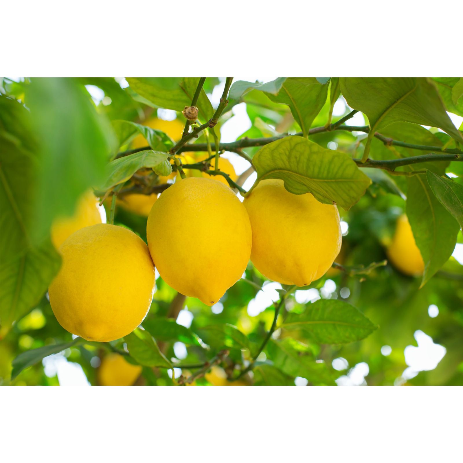 Thompson & Citrus (Lemon) Tree 9cm Pot x 1 QVC UK