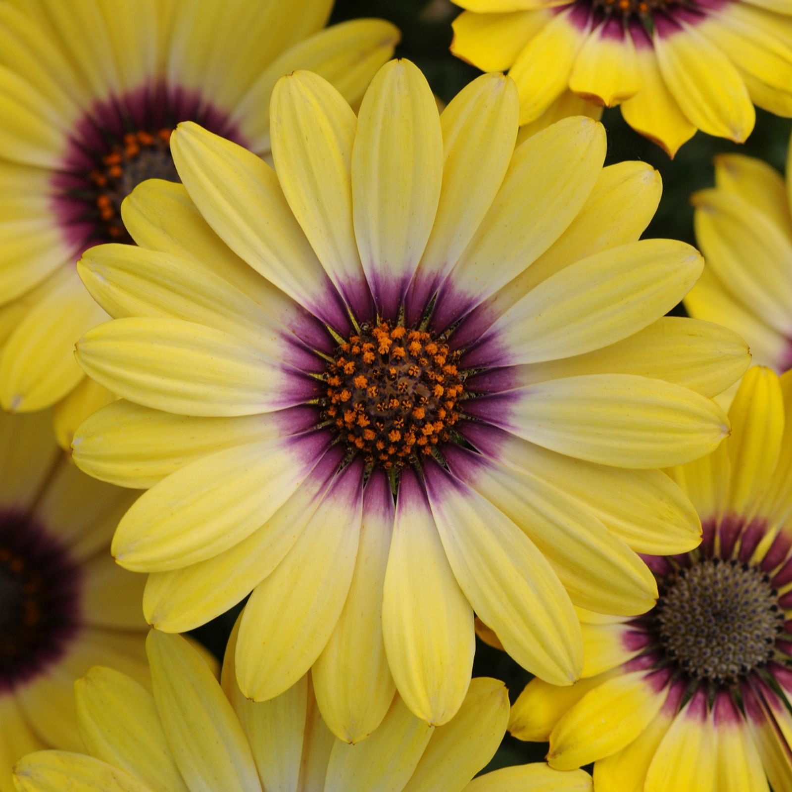 Richard Jackson Cape Daisy Serenity 1x 1 Litre Pot