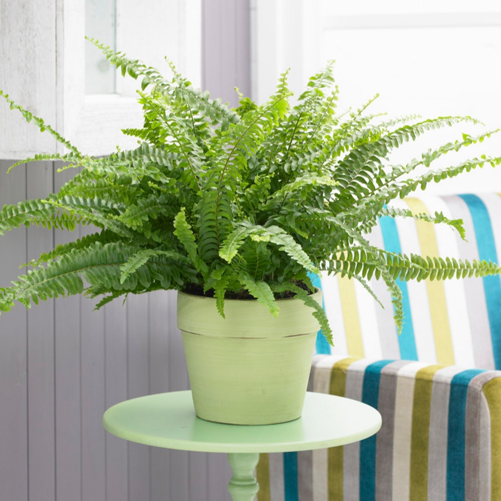 YouGarden Boston Fern 'Nephrolepis Sonata' in a 19cm hangpot