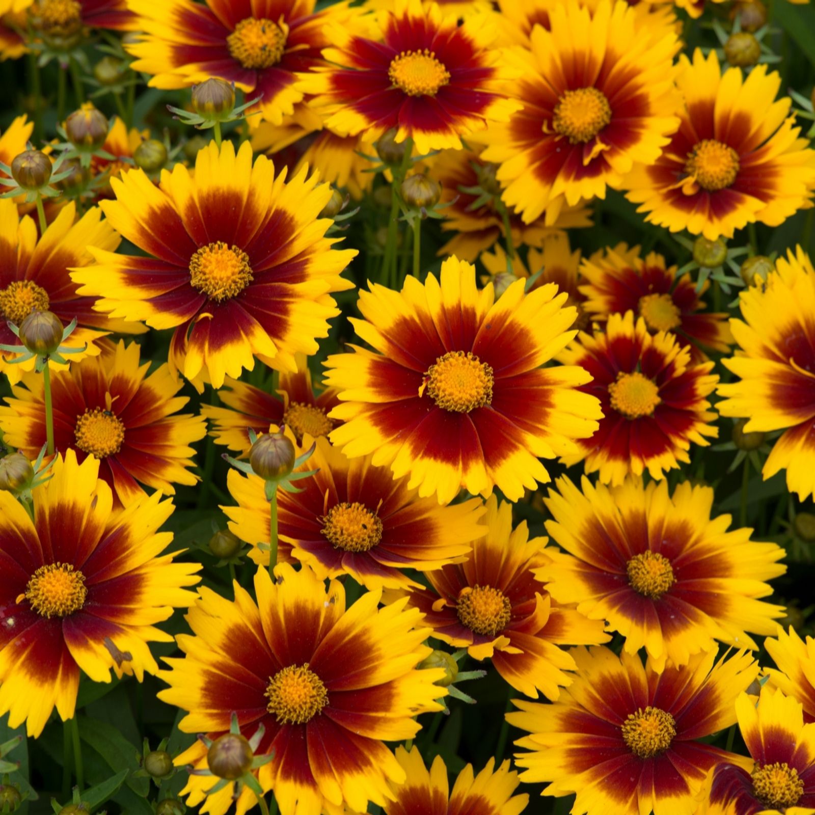 Plants2Gardens Coreopsis Uptick Collection 3 x 2ltr