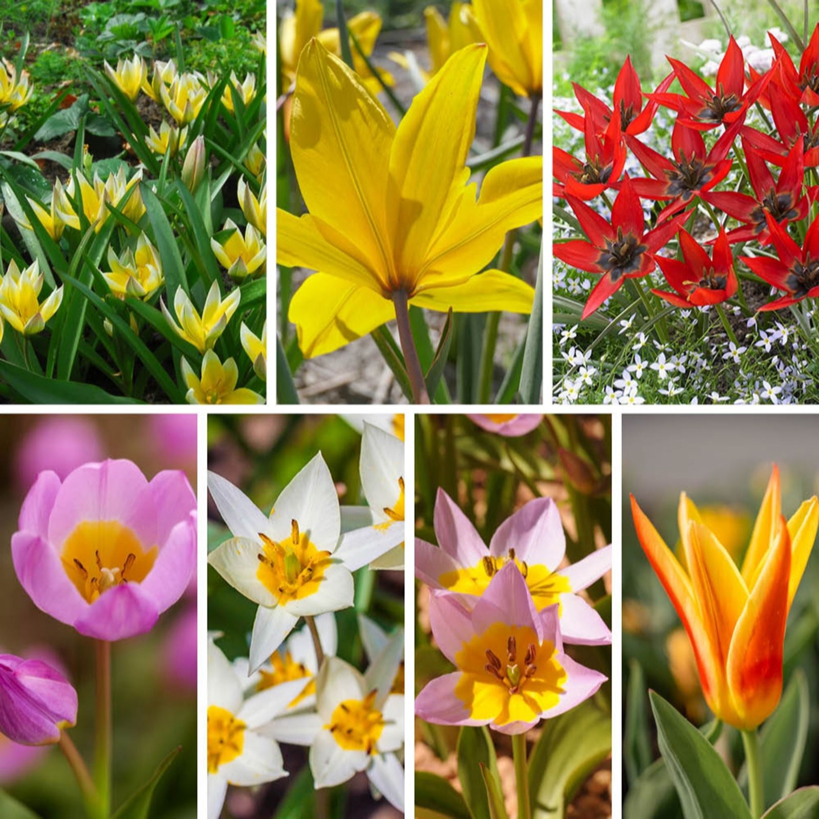 YouGarden Tulip Hardy Rockgarden Mix x40 bulbs