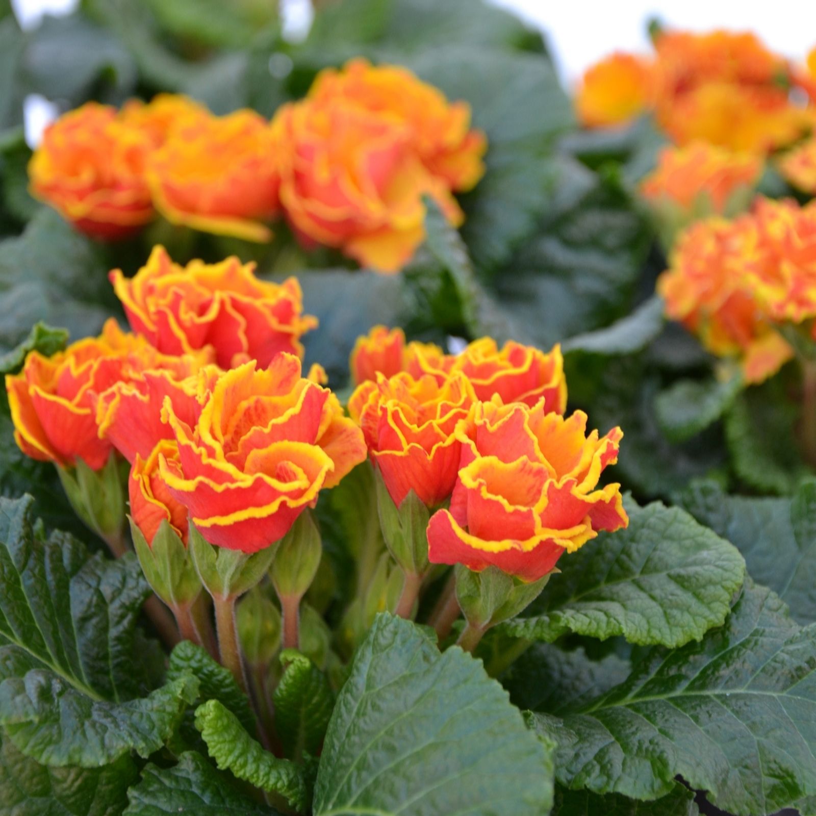 Plants 2 Gardens Primrose Flamenco Fire