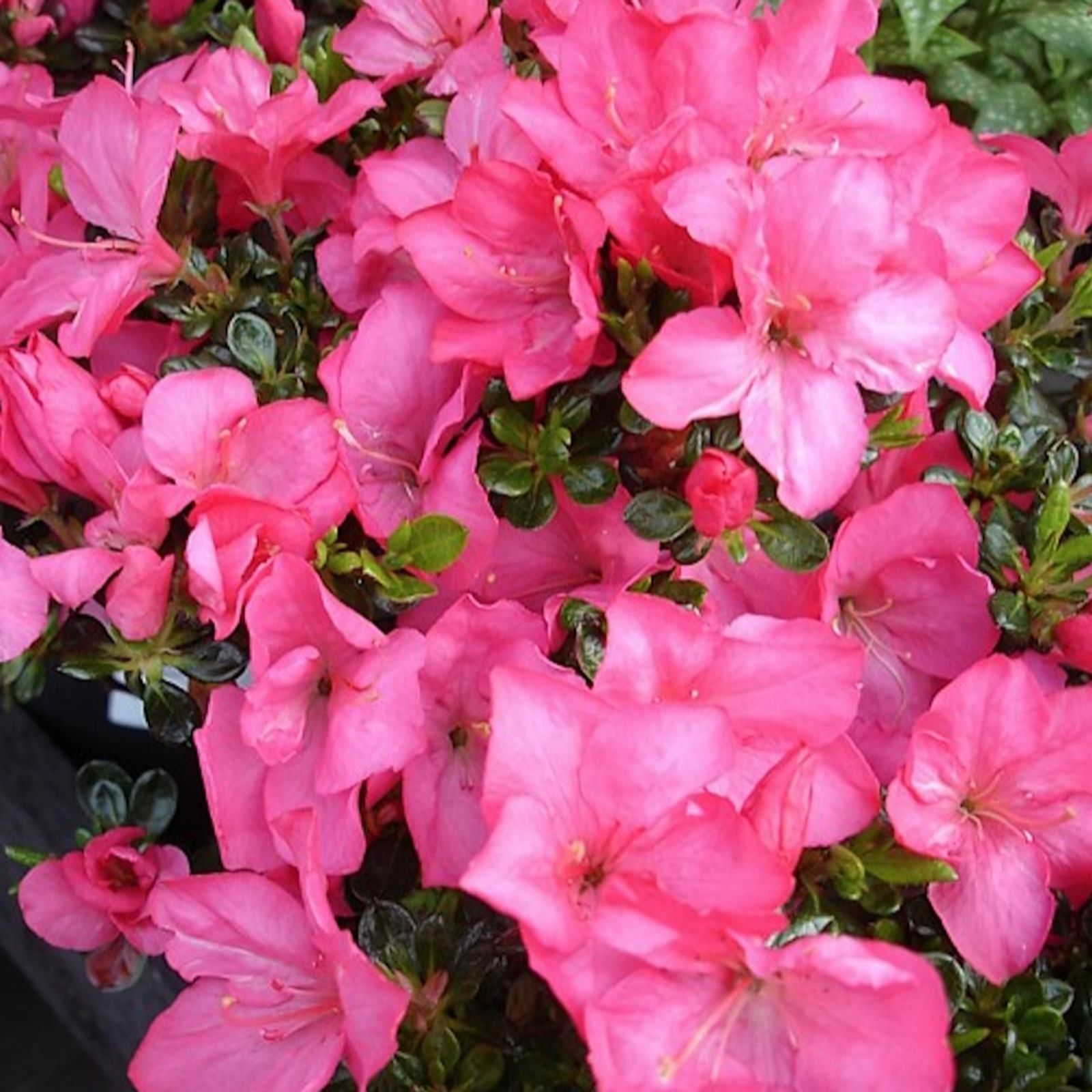 Plants2Gardens Azalea Anouk 2ltr