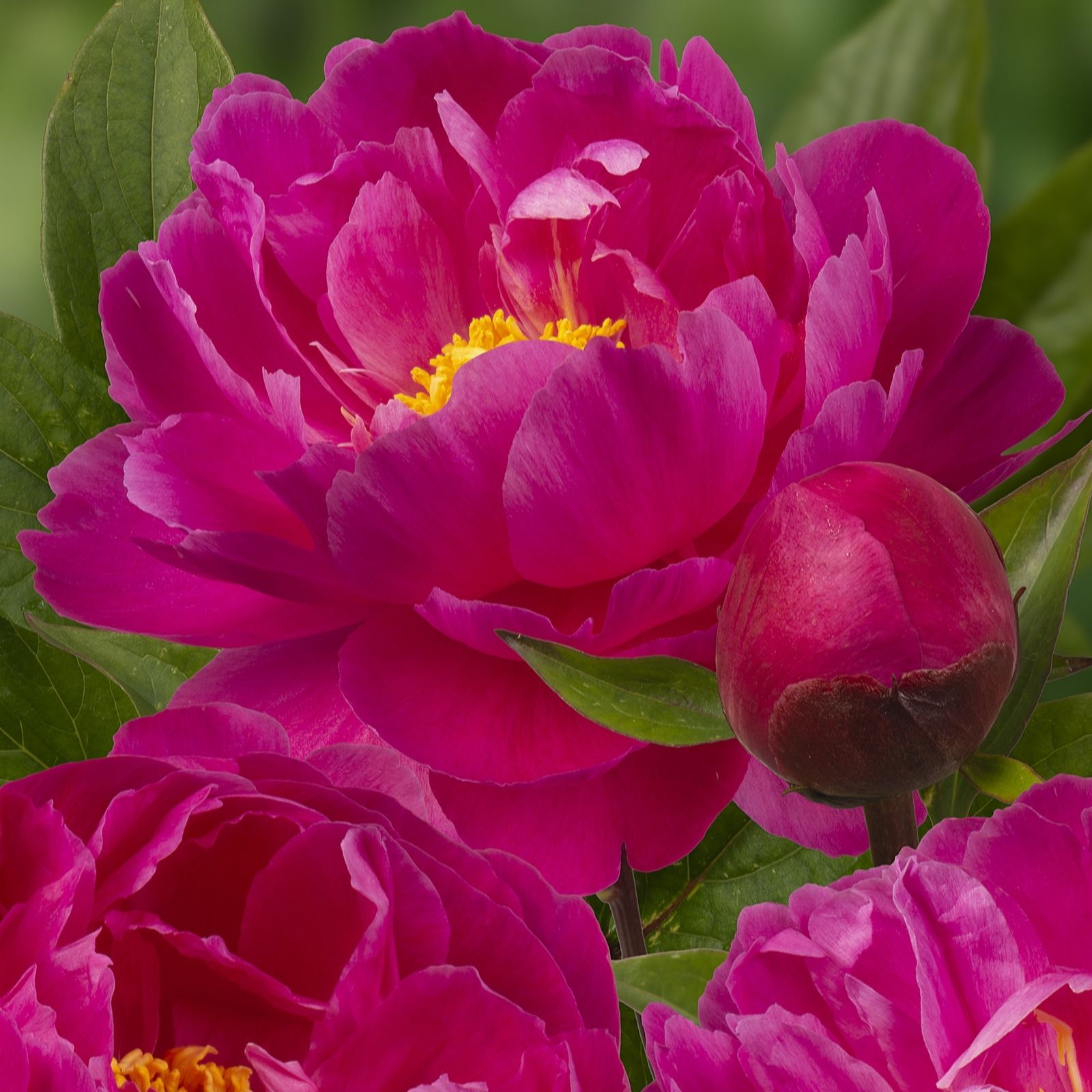 Plants2Gardens Peony Nice Gal 2 x Bare Roots & Speckled Planters