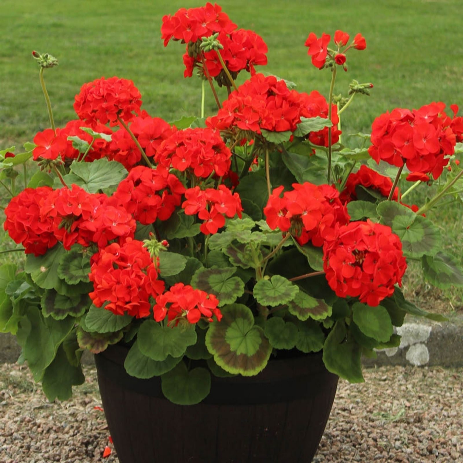 YouGarden Geranium Fire Queen Plug Plants x24