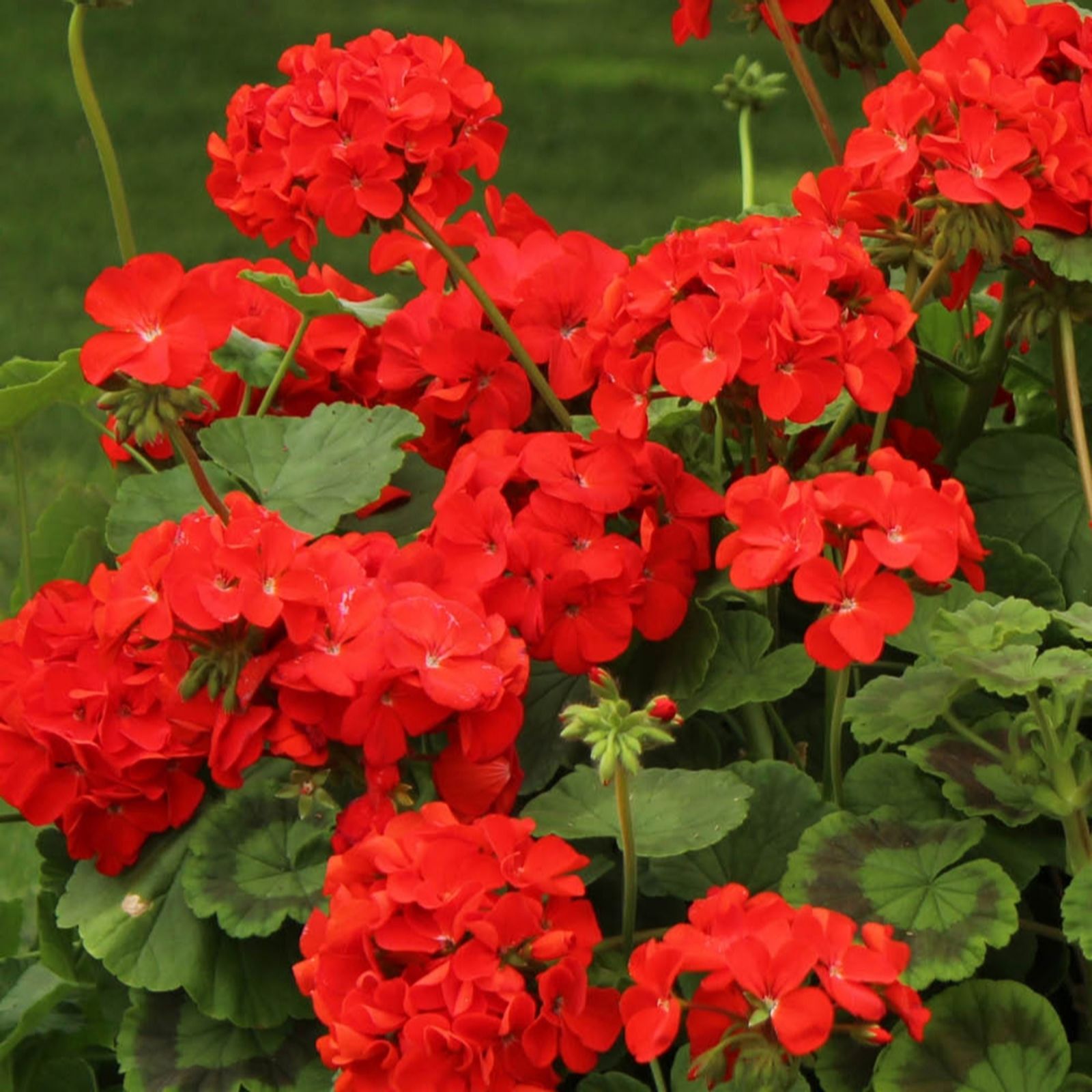 YouGarden Geranium Fire Queen Plug Plants x24 - QVC UK