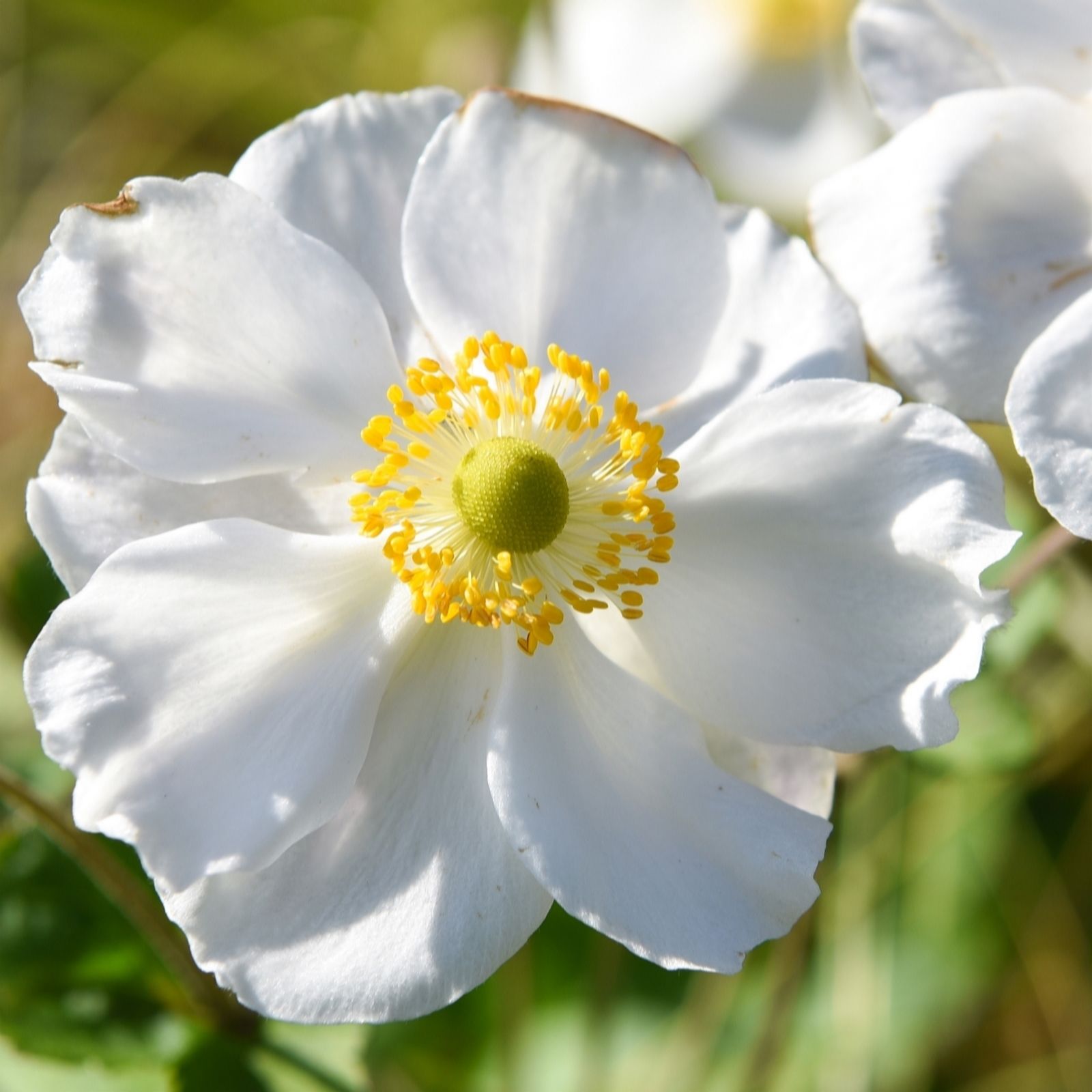 Thompson & Morgan Anemone Japanese Collection Bare Roots x 9