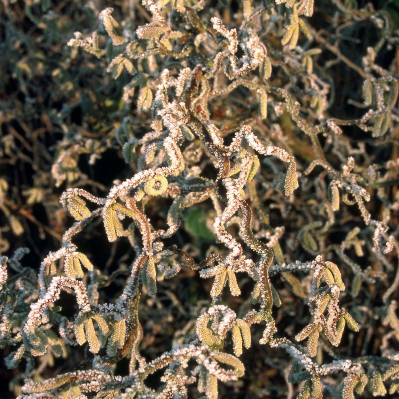 Frank P Matthews Corylus Contorta in 12 Litre Container