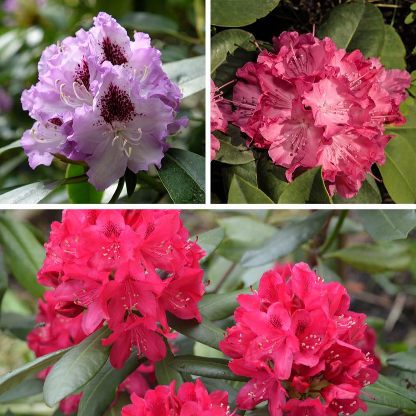 YouGarden Rhododendron Hybrid Collection 15cm x3 Colours