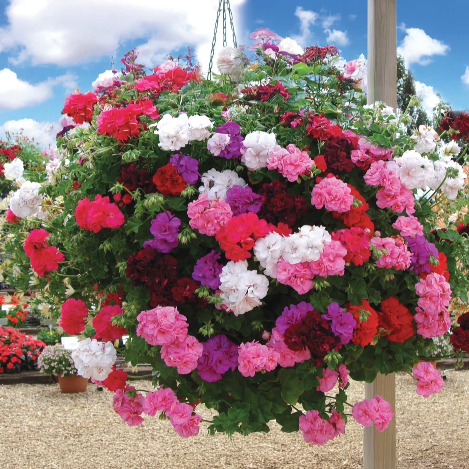 de Jager Tremendous Trailing Ivy Leaf Rosebud Geraniums x 12