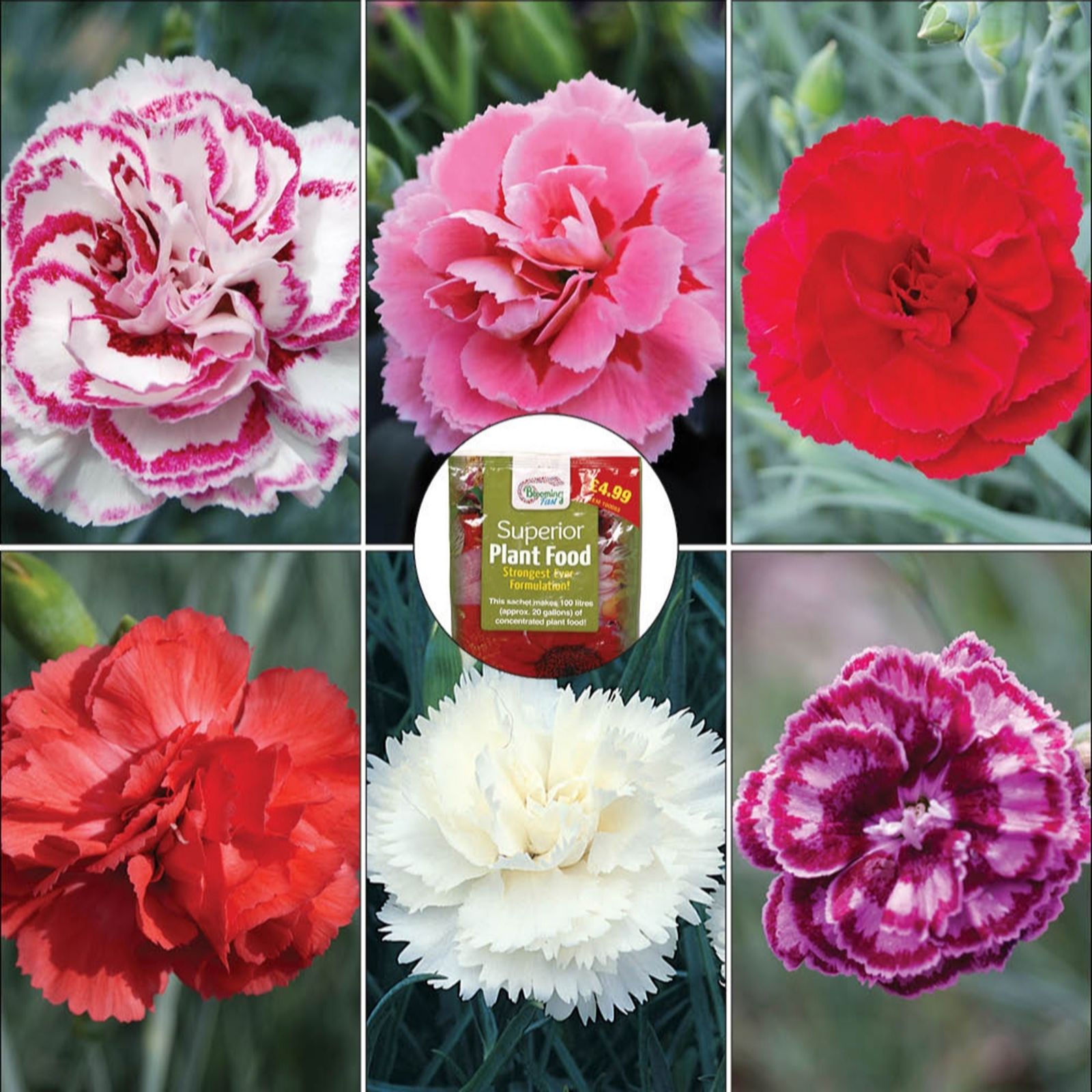 YouGarden Cottage Garden Devon Pinks plug plant collection x12& 100g Fertiliser