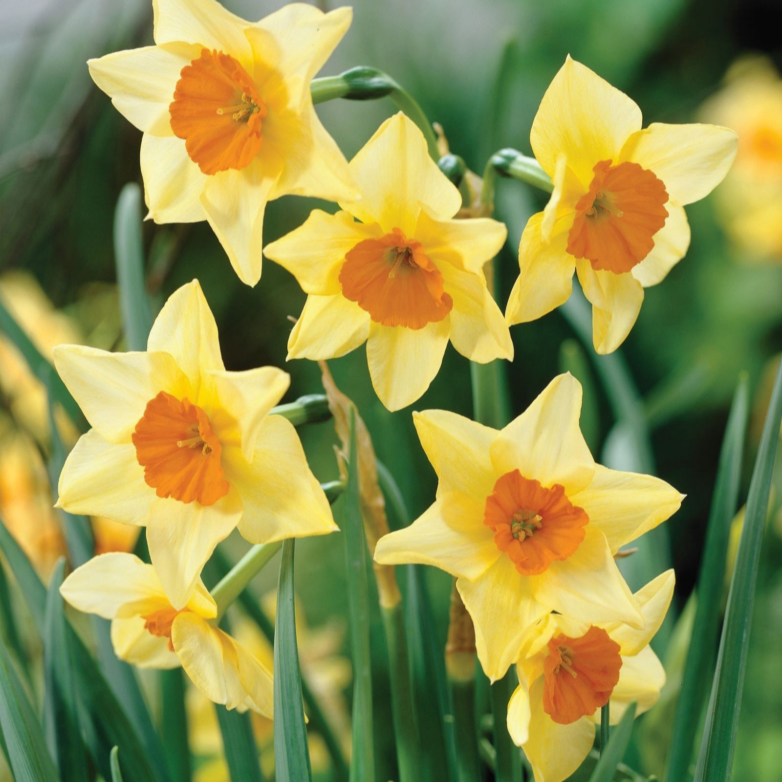 Thompson & Morgan Daffodil Super Scented Jonquilla Mixed 40 Bulbs