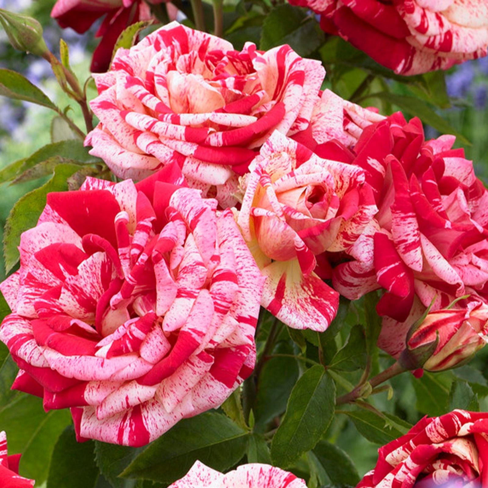 Harkness Rose Raspberry Ripple (Papageno) 3L-4L pot
