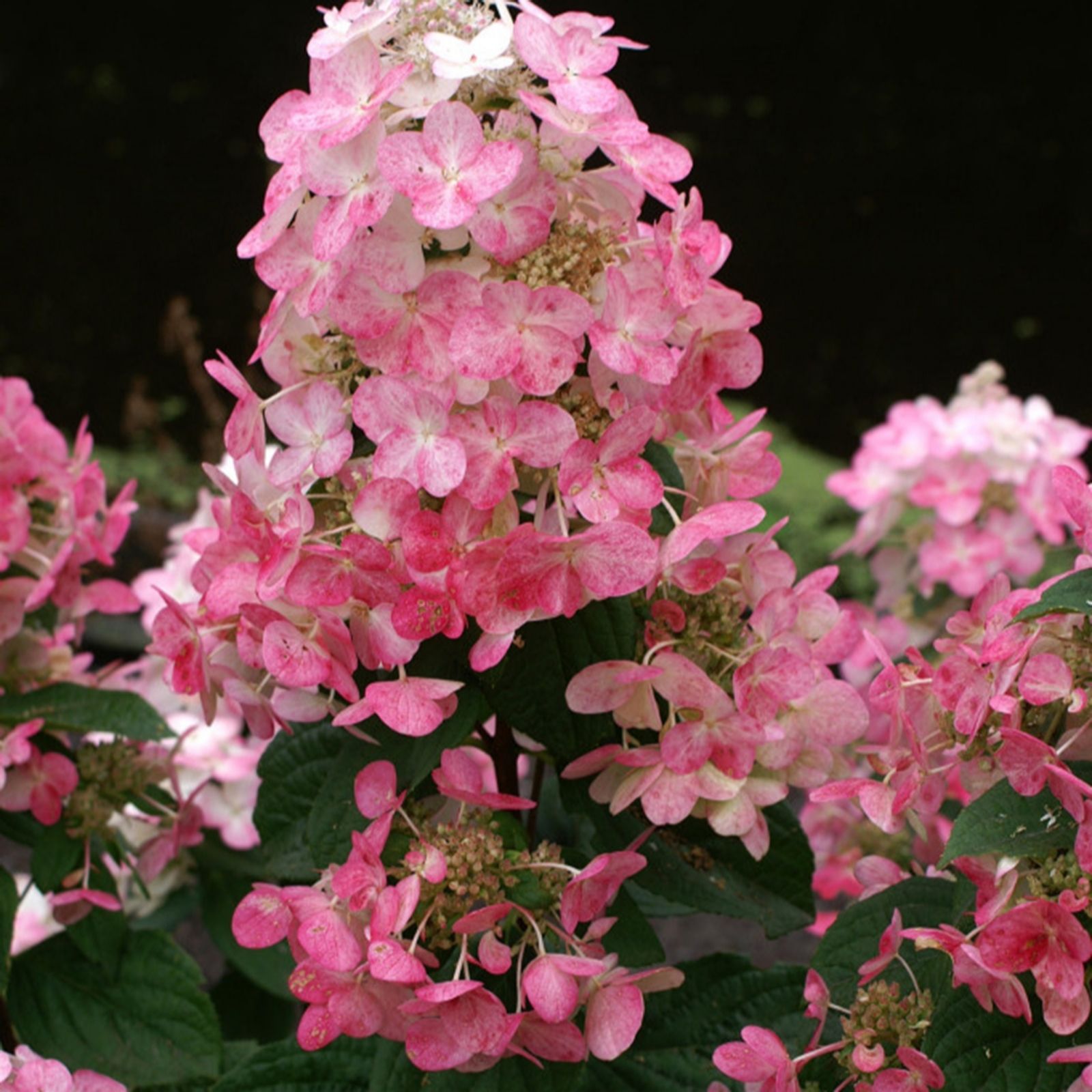 Plants2Gardens Hydrangea Magical Fire 3ltr - QVC UK