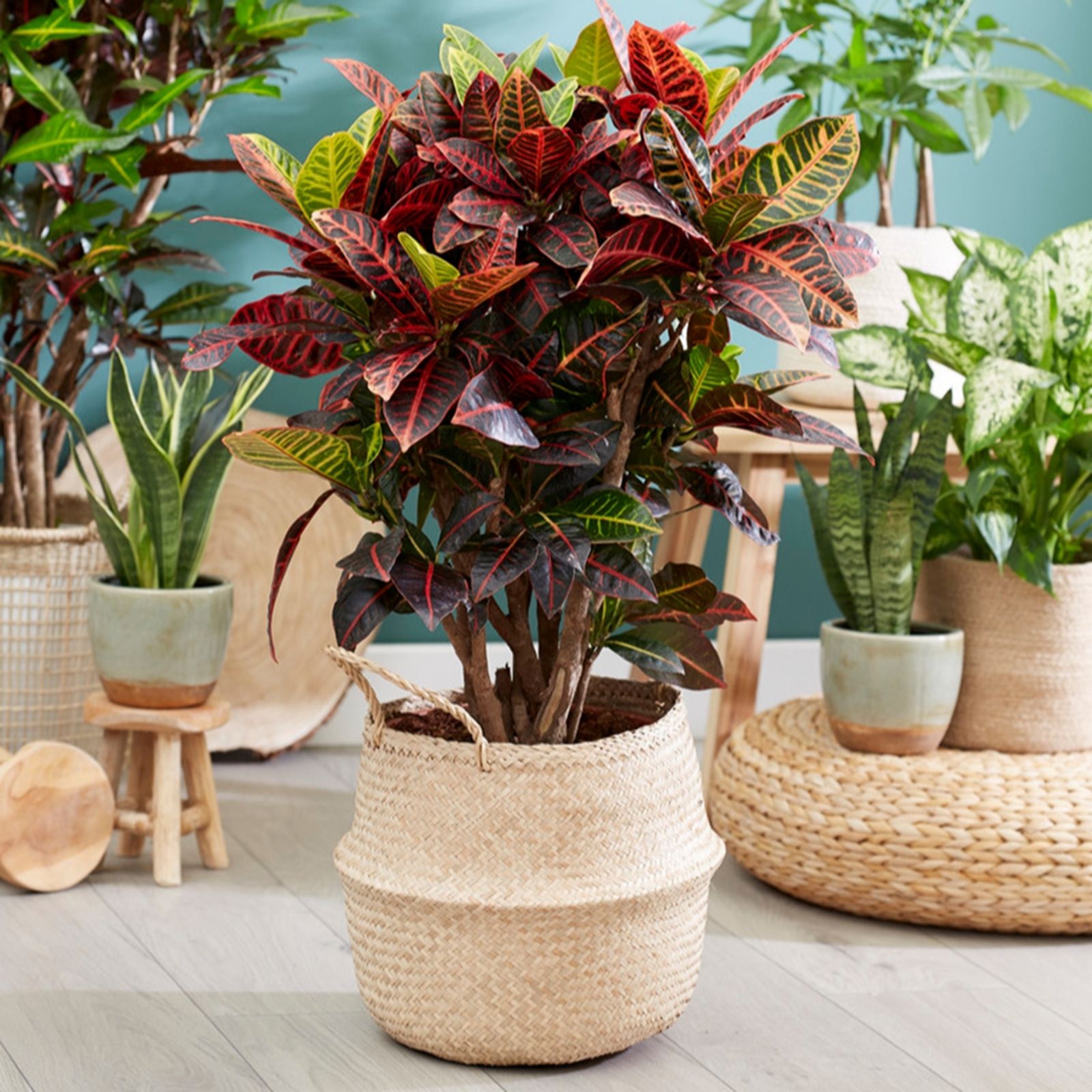 YouGarden Codiaeum Petra in a 12cm pot