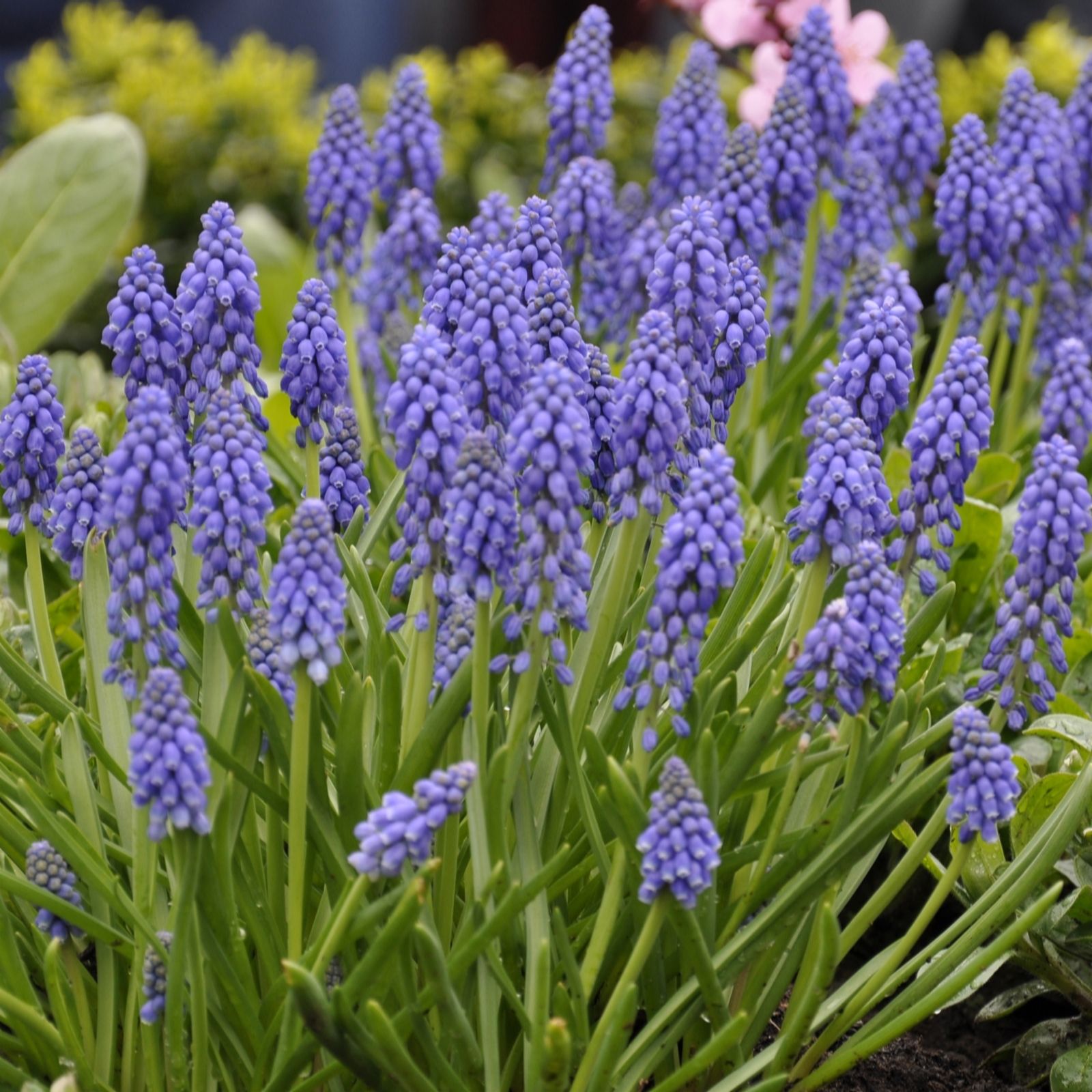 YouGarden Muscari 'armeniacum' x120 bulbs