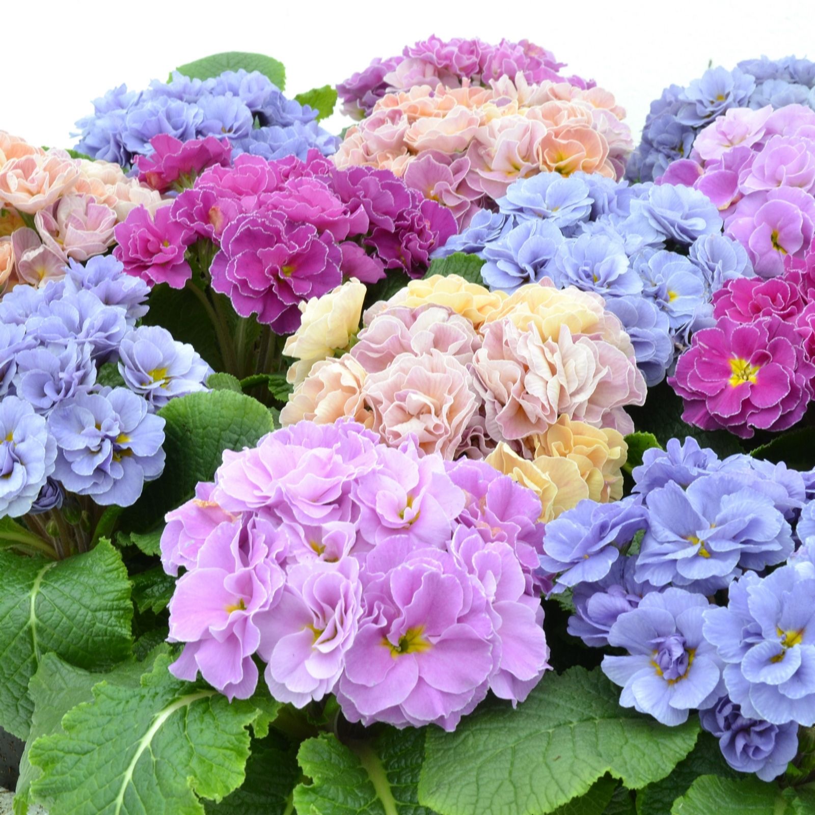 Plants 2 Gardens Primrose Rubens Double Provence Mix