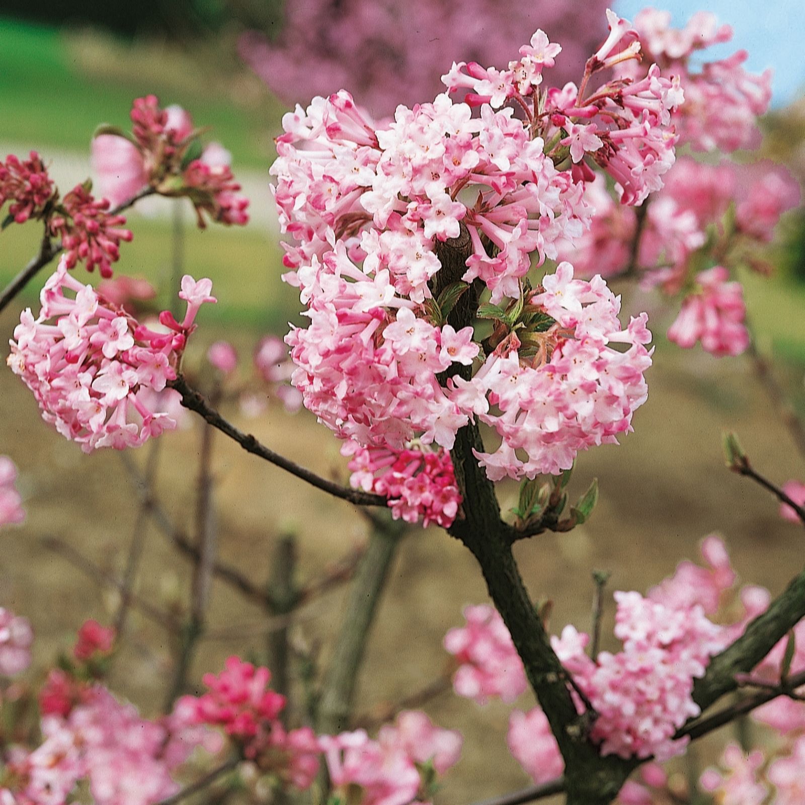 Plants 2 Gardens Viburnum Charles Lamont 3ltr