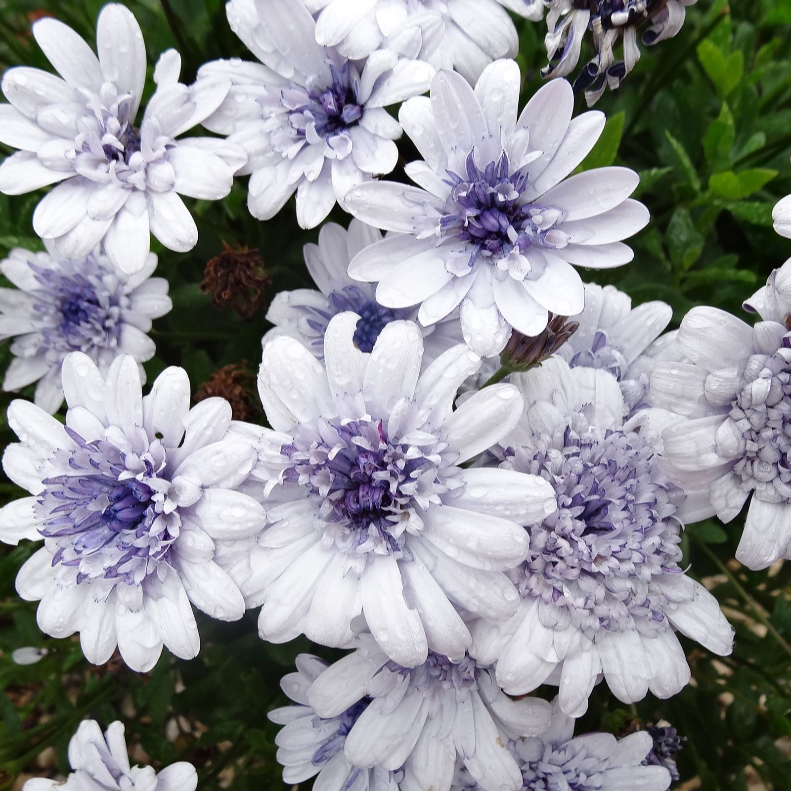 Plants2Gardens Osteo Erato Collection 10 x 9cm