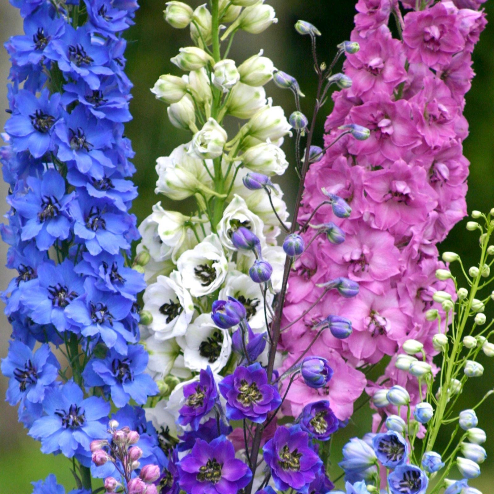 Thompson & Morgan Delphinium Magic Fountains Mix 9cm x 3