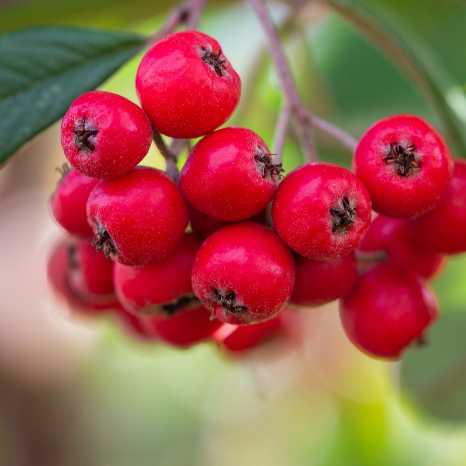Frank P Matthews Cotoneaster fri Cornubia in 12 Litre Container