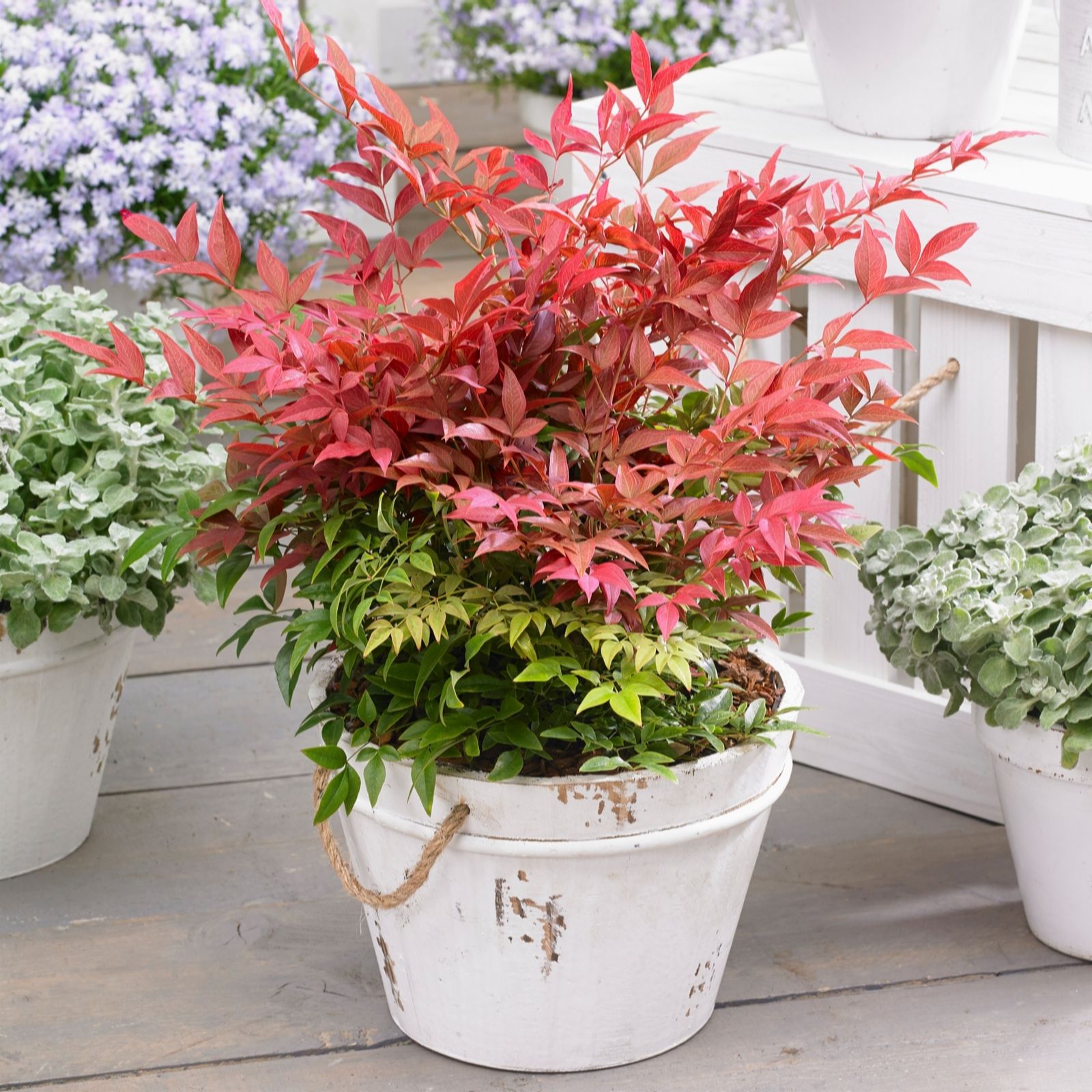 YouGarden Pair of Nandina 'Obsessed' in 15cm Pots & 100g Fertiliser