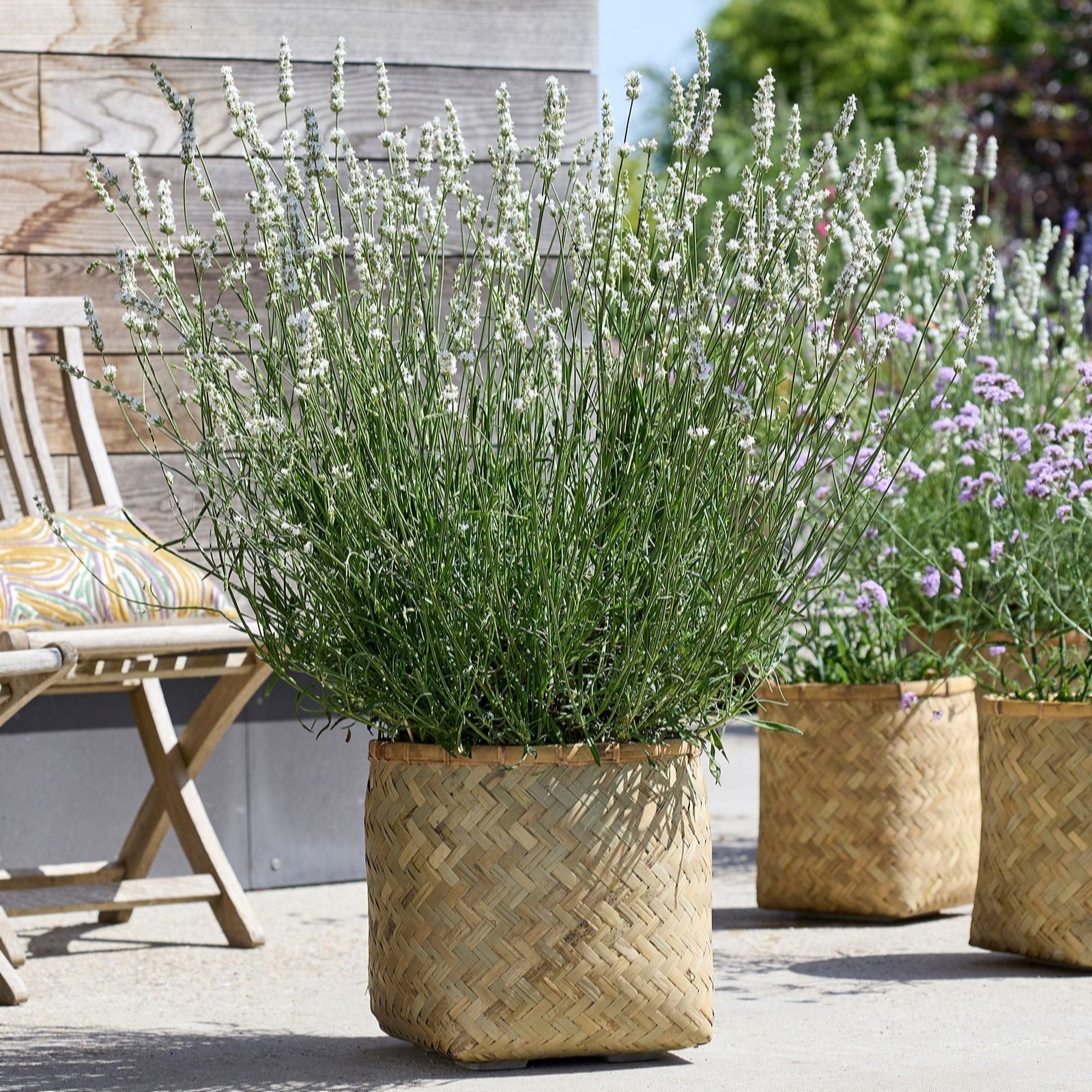 de Jager NEW Exceptional White Lavender x10