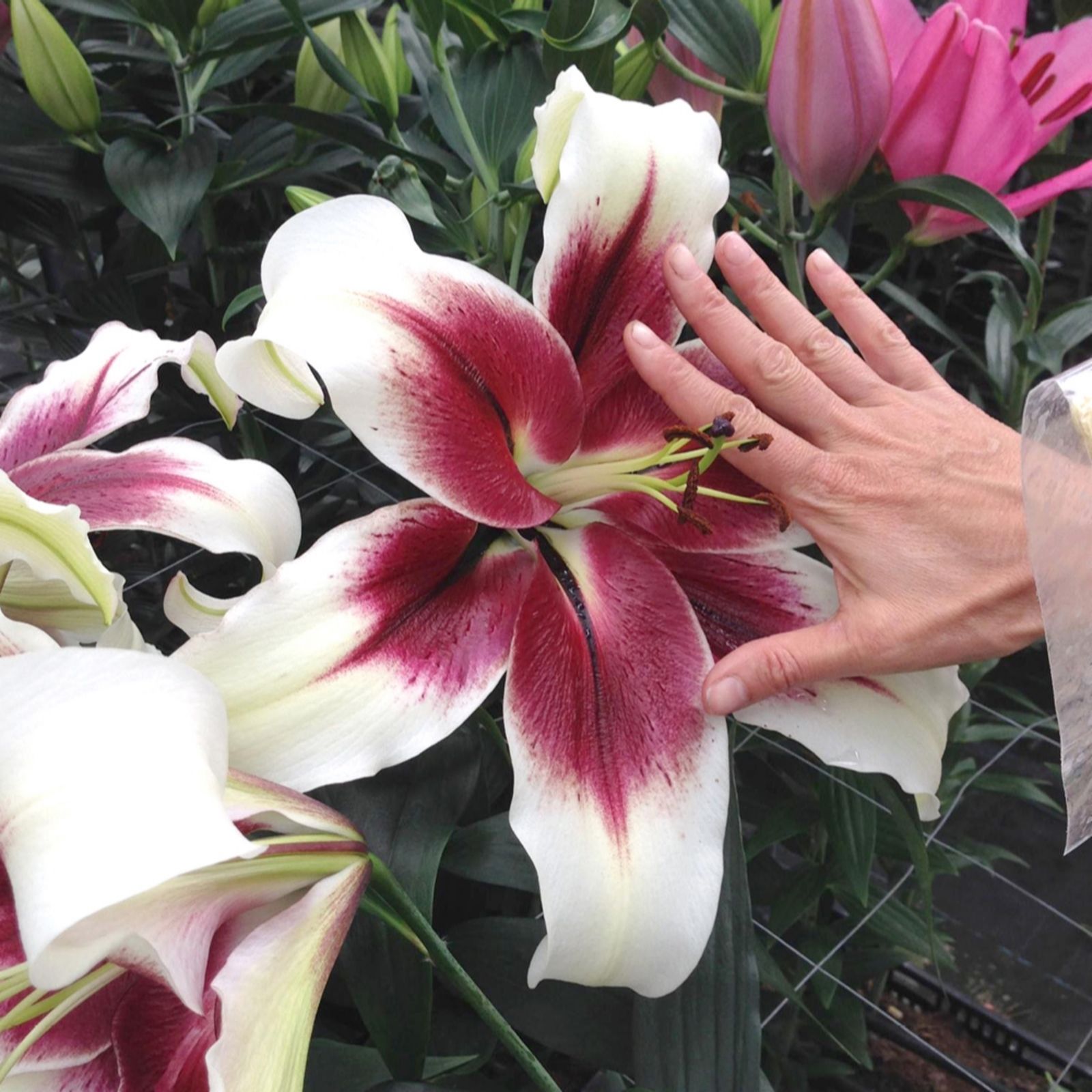 YouGarden Lily 'Berries & Cream Bulbs x10