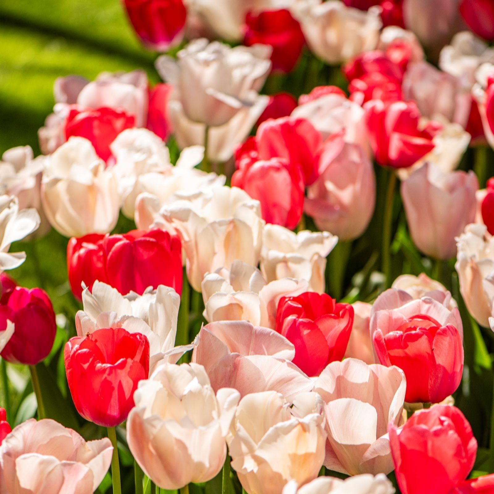 Thompson & Morgan Tulip Strawberries and Cream Mix 20 Bulbs