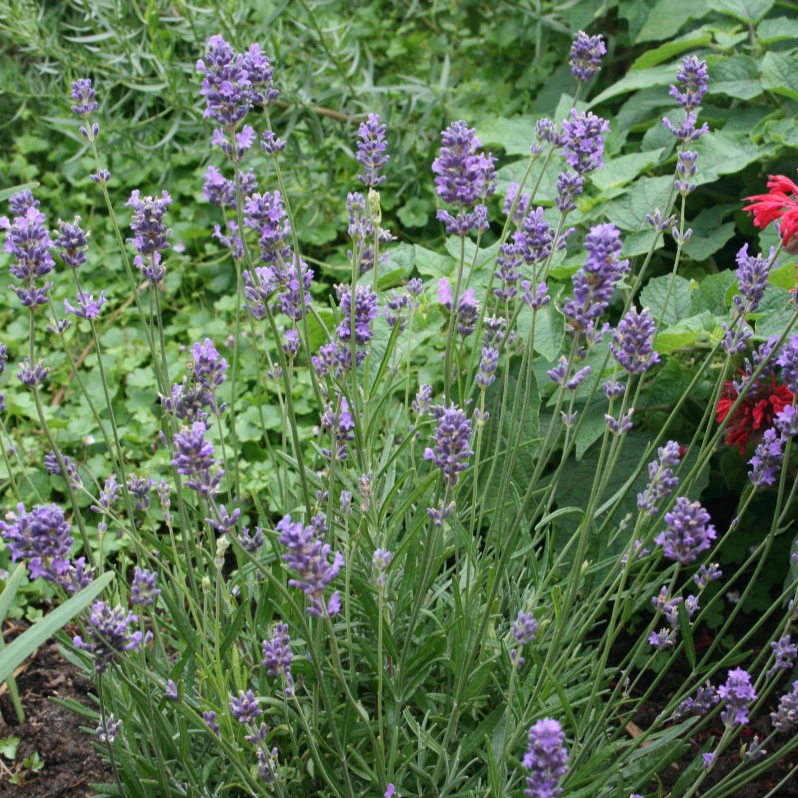 Thompson & Morgan Lavandula (Lavender) Munstead 9 Jumbo Plugs - QVC UK