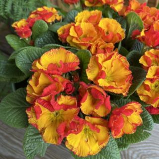 Hayloft Plants Primrose Chinese New Year x5