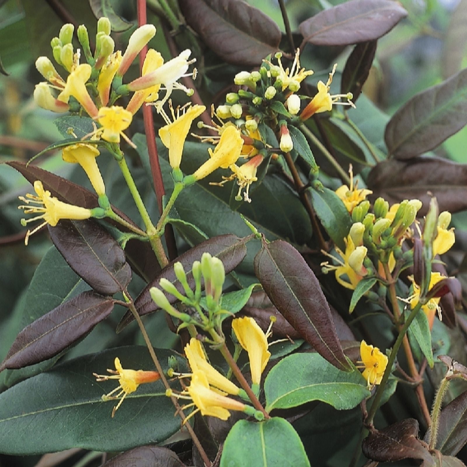 Richard Jackson Lonicera Copper Beauty 1x 3 Litre Pot
