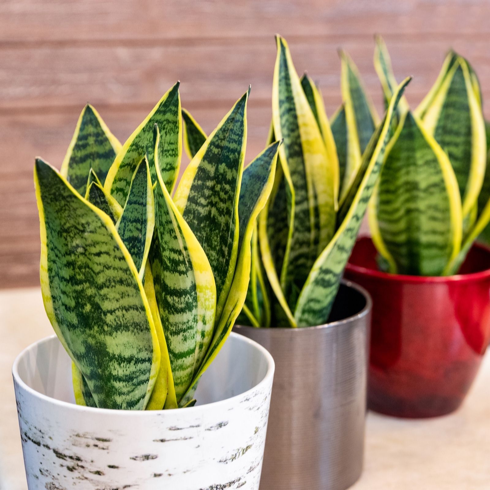 YouGarden Snake Plant Sansevieria trifasciata Laurentii in a 17cm pot