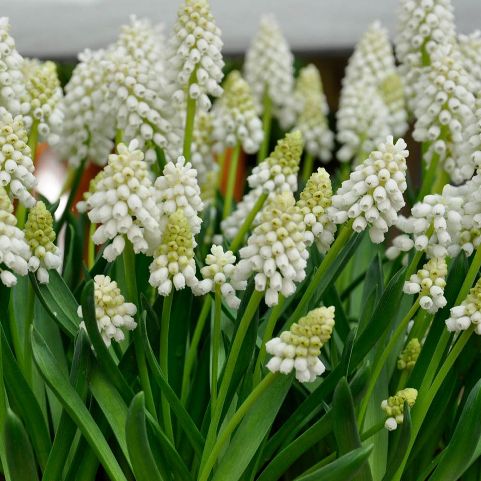 YouGarden Muscari 'Album' x60 bulbs