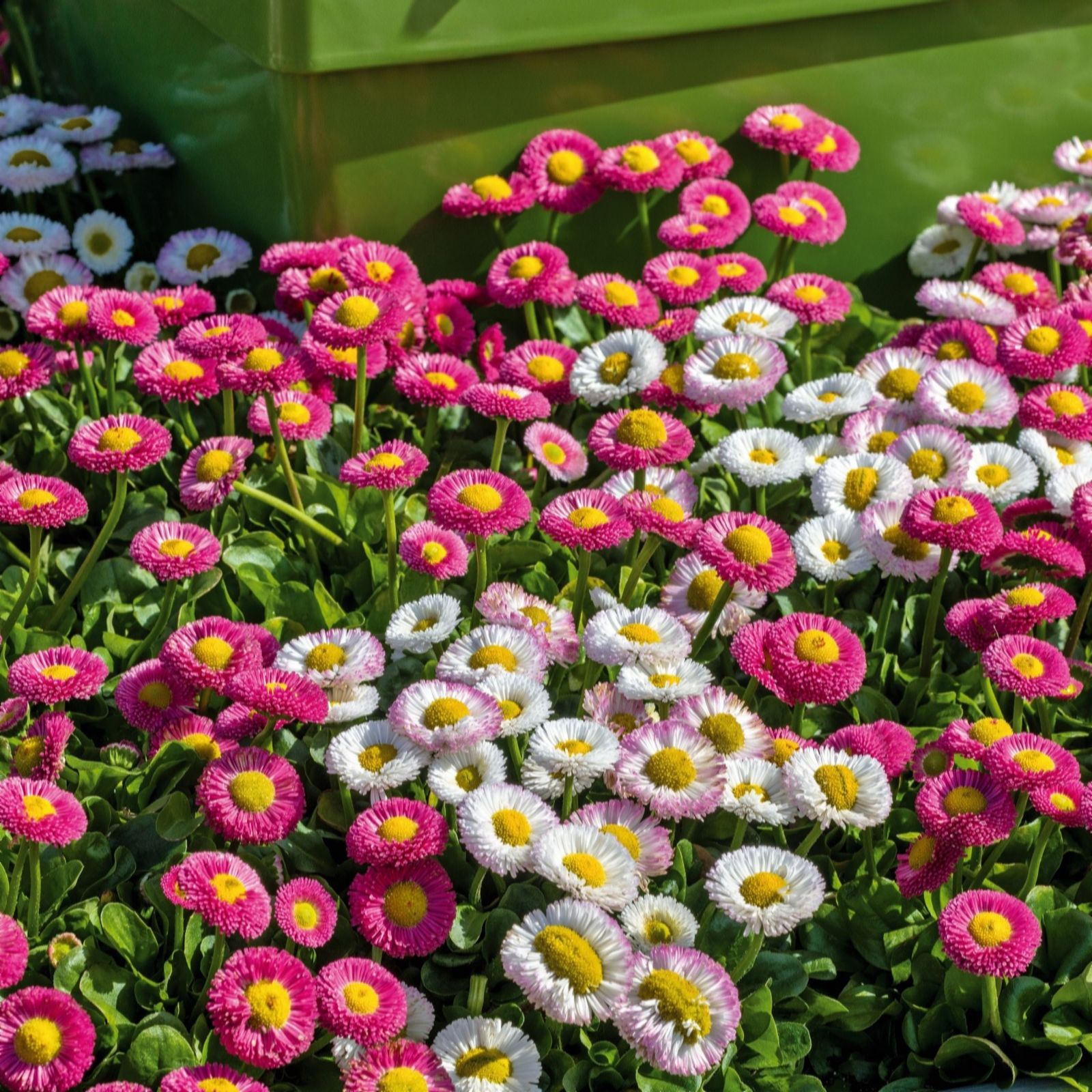 Plants 2 Gardens Bellis Bam Bam Mi