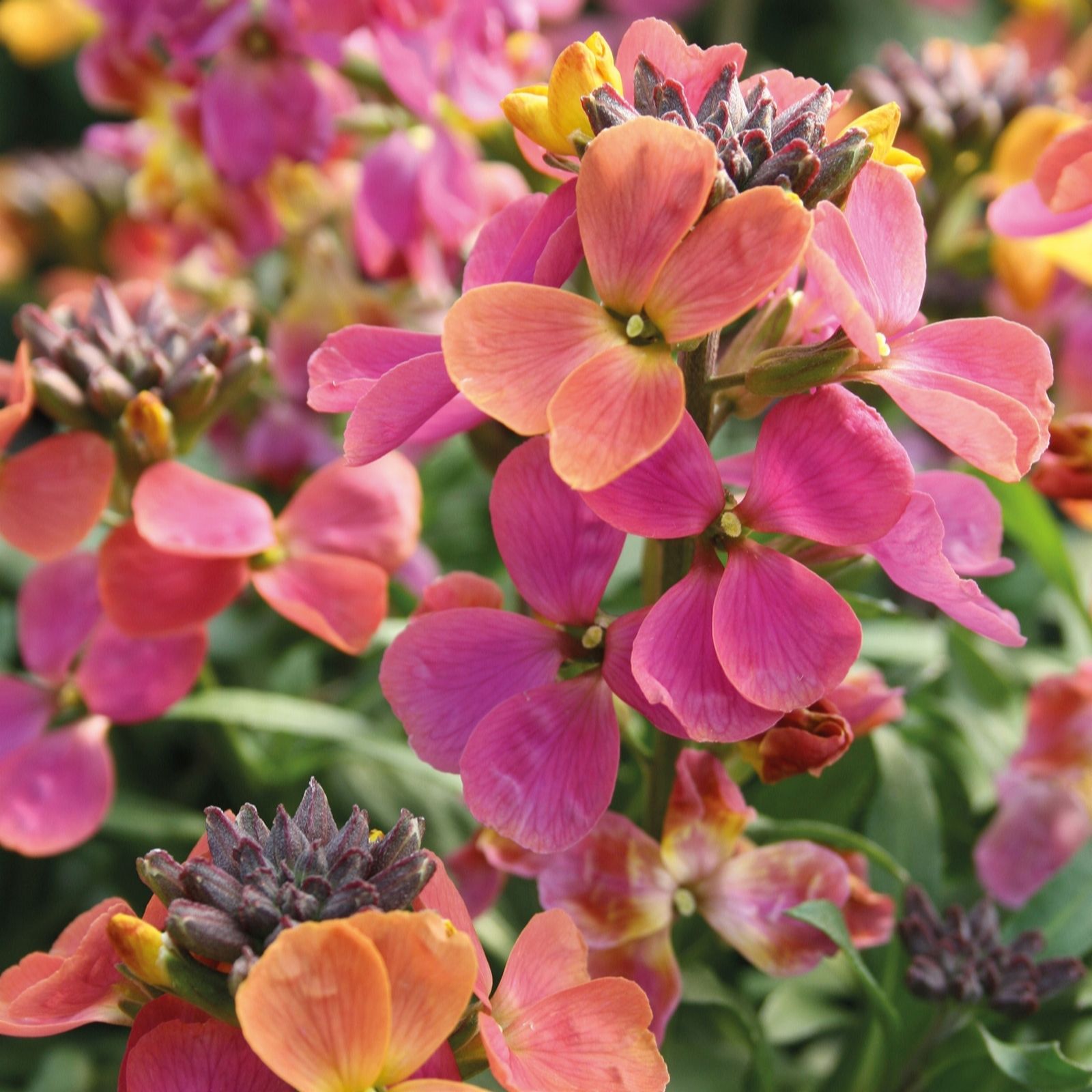 Richard Jackson Erysimum Leya Rainbow Glow 2l Pot