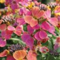 Richard Jackson Erysimum Leya Rainbow Glow 2l Pot