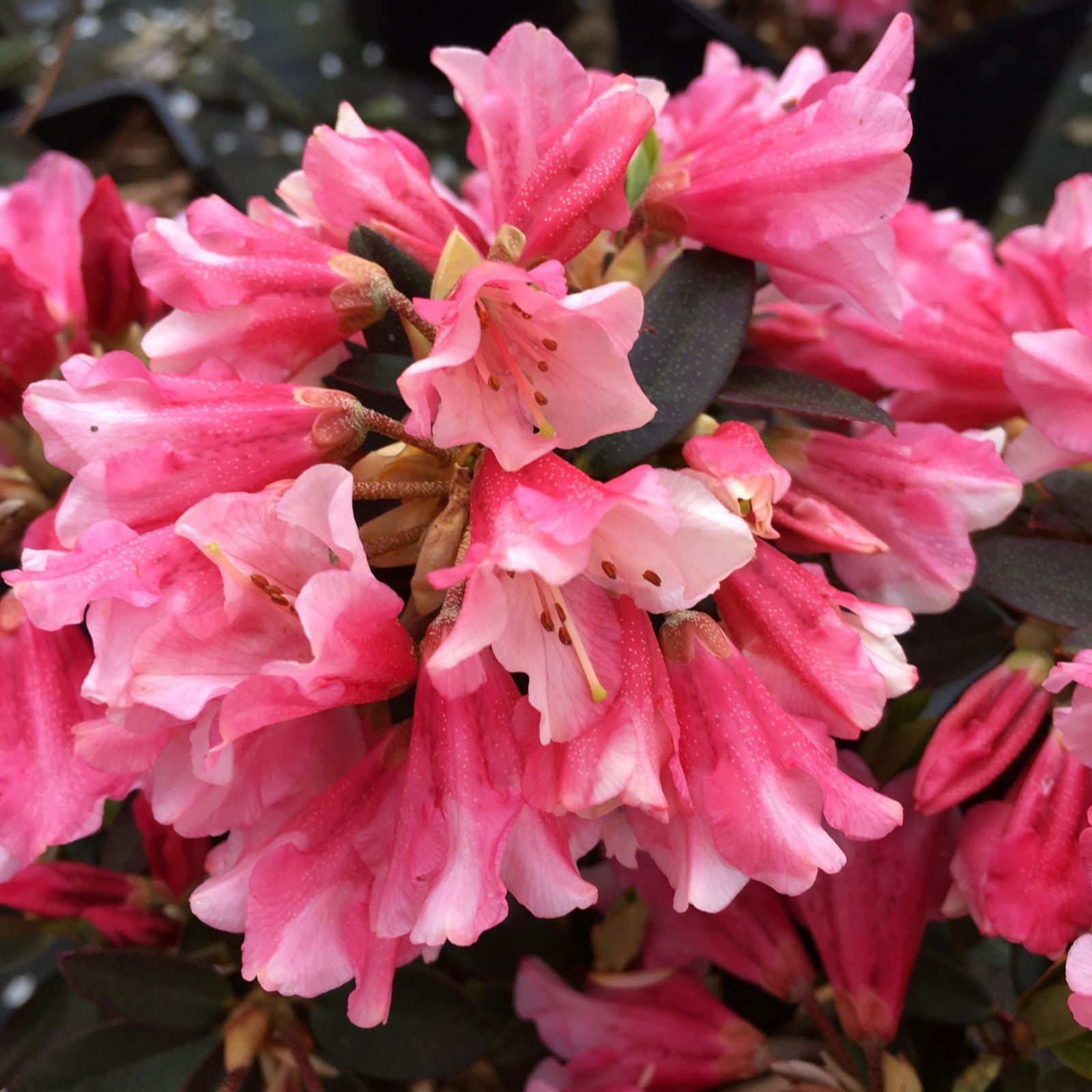 Plants 2 Gardens Rhododendron Wee Bee 7.5ltr