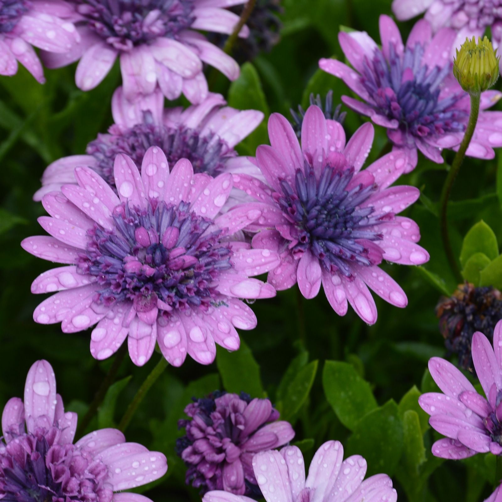 Plants2Gardens Osteo Erato Collection 5 x 9cm