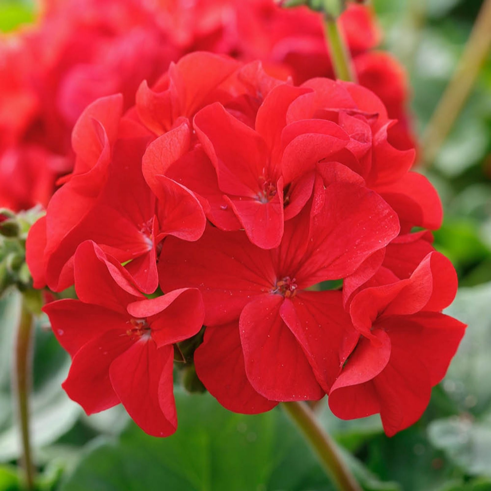 YouGarden Geranium 'Summer Lovers' Dark Red plug plants x24