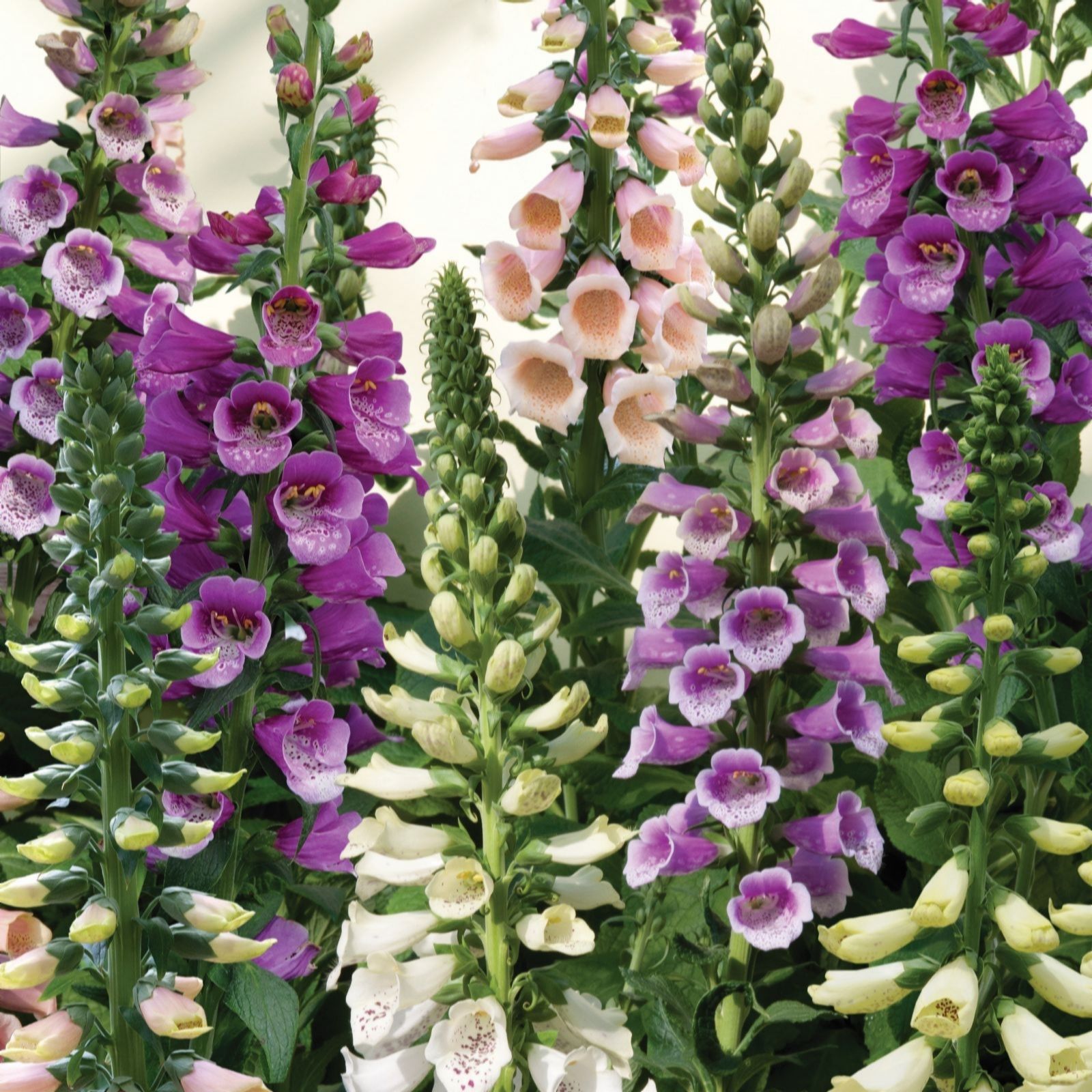 Thompson & Morgan Foxgloves Digitalis Dalmatian Mix 9cm x 3