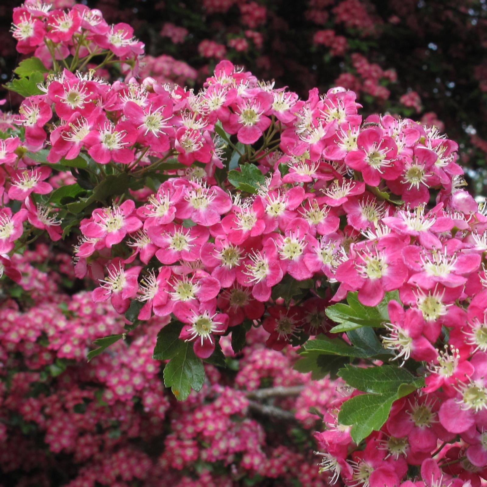 Frank P Matthews Crataegus x med Punicea Fuchsia Pink in 12 Litre Container