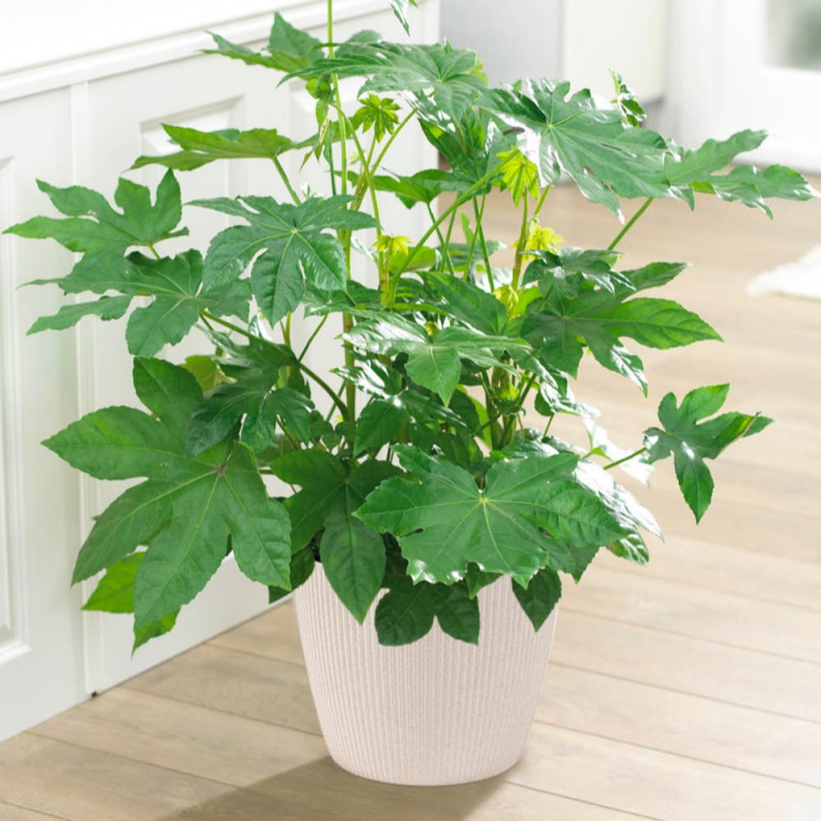 YouGarden Fatsia 'Japonica' in a 2/3L pot