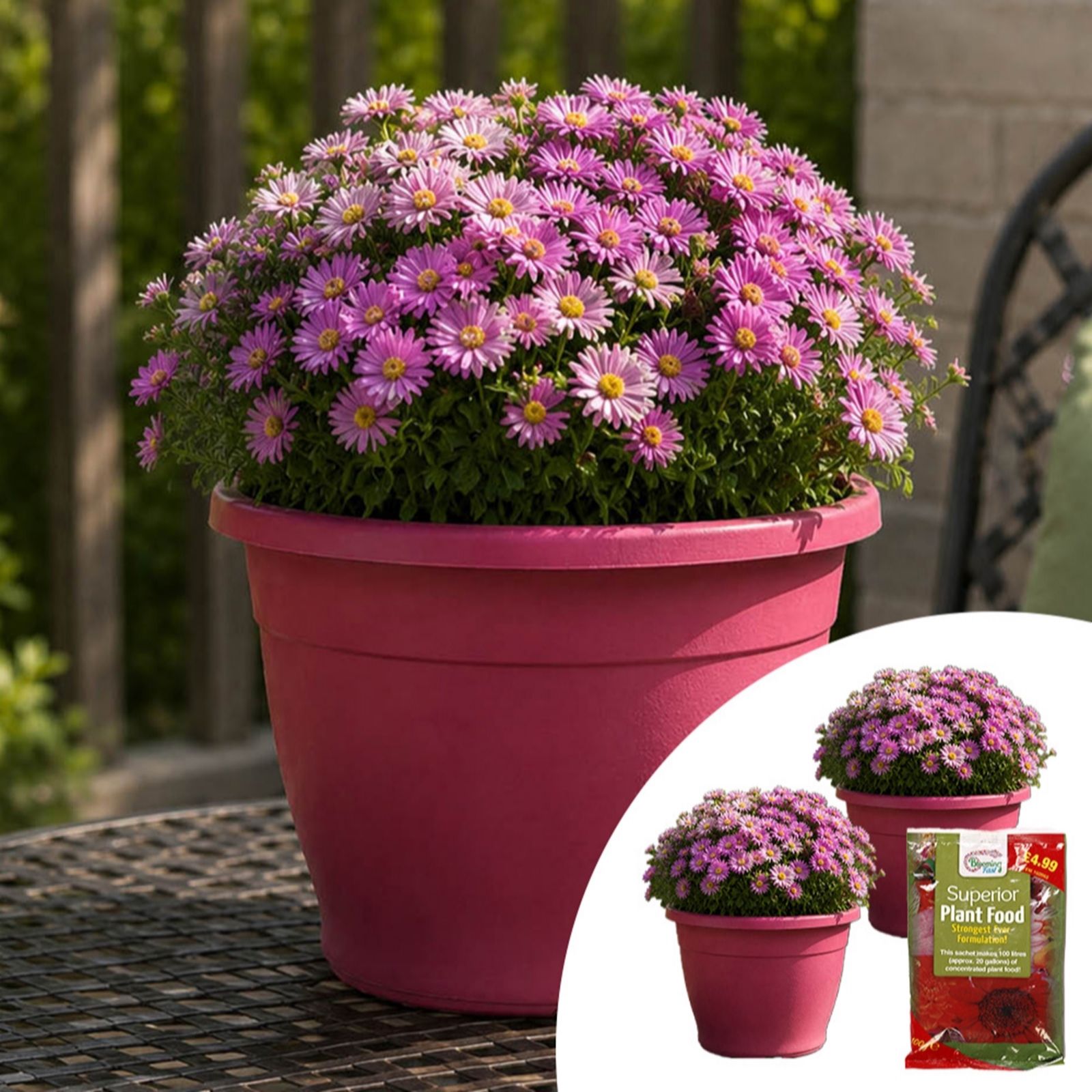 YouGarden Pair of Preplanted Aster Alpha in Planters with Fertiliser