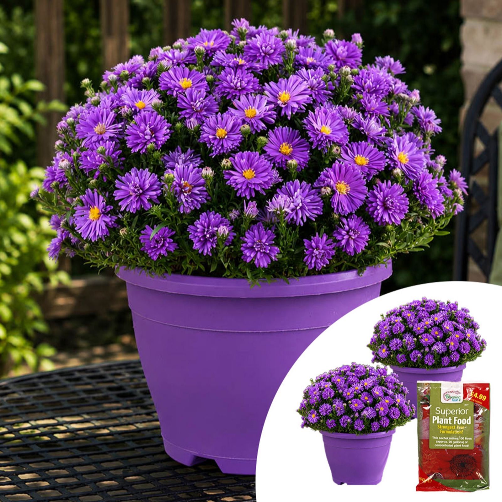 YouGarden Pair of Preplanted Aster Alpha in Planters with Fertiliser