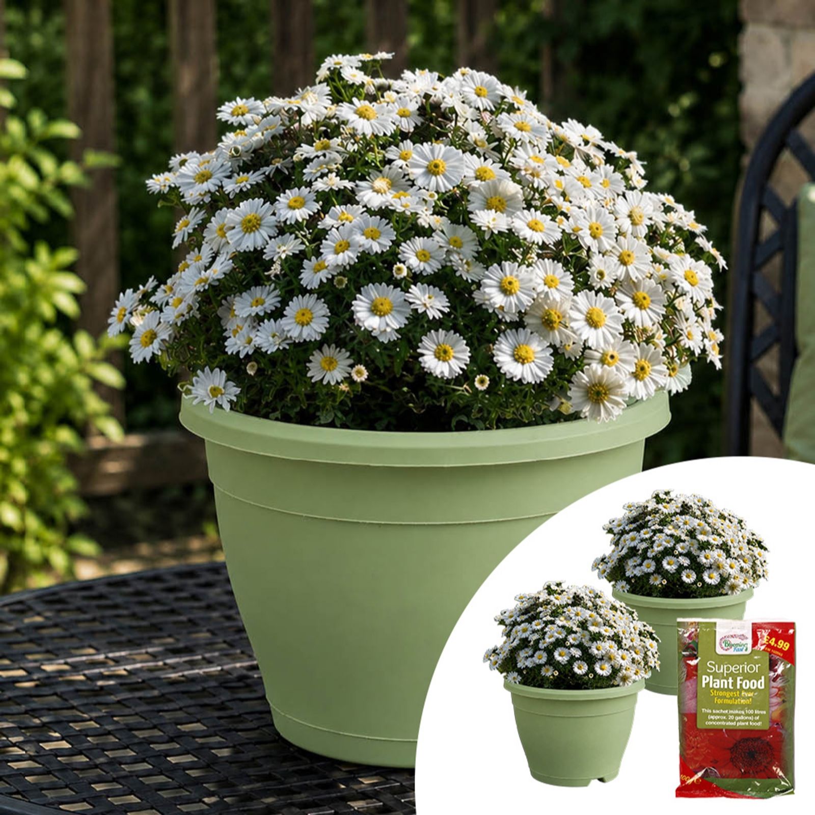 YouGarden Pair of Preplanted Aster Alpha in Planters with Fertiliser