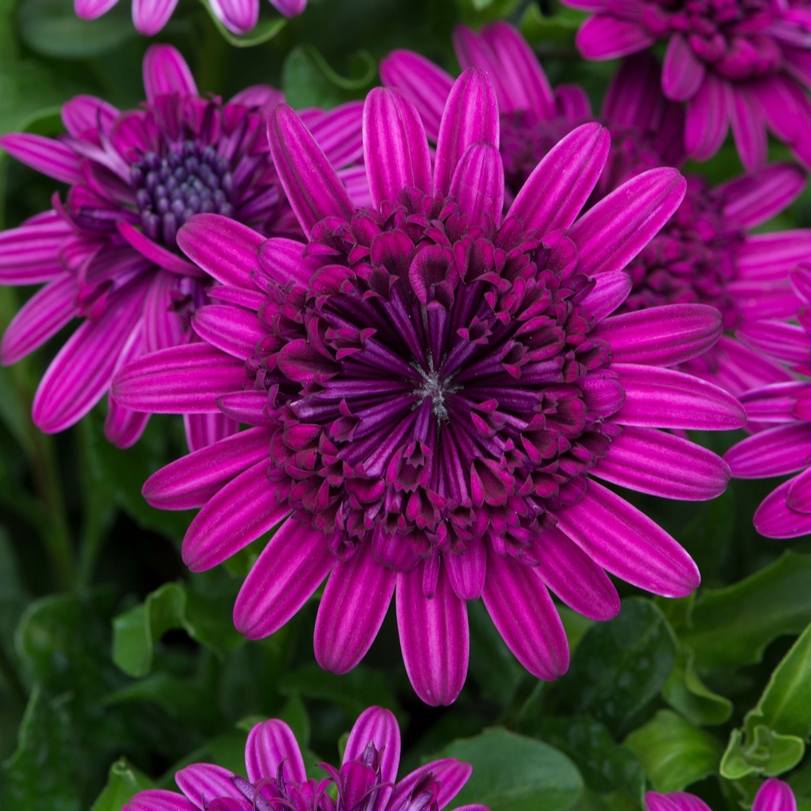 de Jager NEW Outstanding Osteospermum Dalina Double Daisies x 10