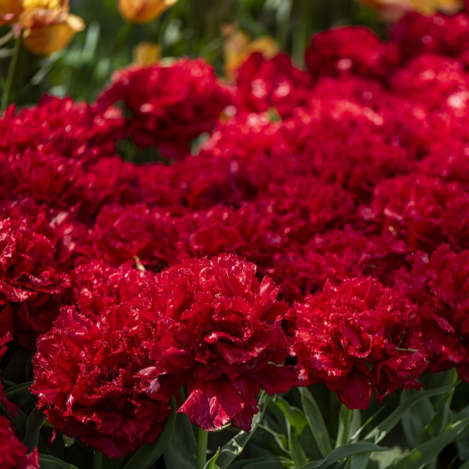 Thompson & Morgan Tulip In My Heart 16 Bulbs